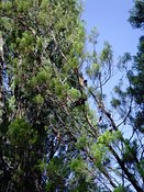 Callitris canescens