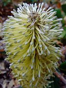 Banksia integrifolia, prostrate