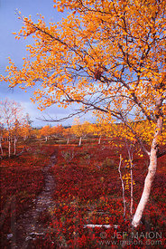 Mountain birches with yellow leaves and red heath