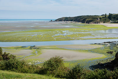 Marée d'algues vertes plage de St-Maurice et à l'embouchure du Gouessant, en arrière plan la chapelle, anse de Morieux, réserve naturelle de la baie de St-Brieuc.