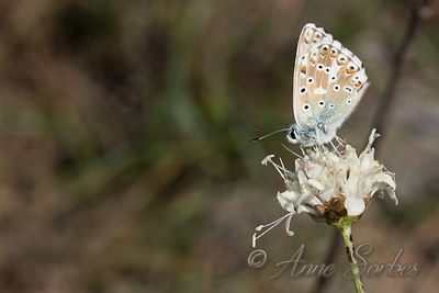Lysandra sp.