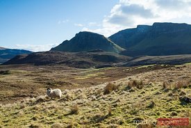 Sheep on grassland Highlands Scotland UK