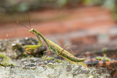 Mantis religiosa