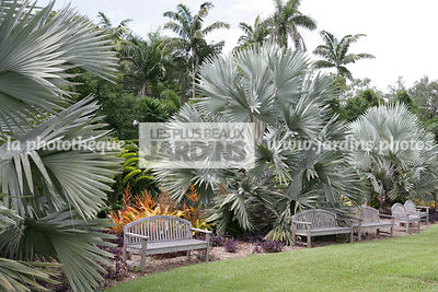 Bismarckia nobilis (palmier de Bismarck), Arecaceae, Feuillage bleu, Madagascar, Fairchild Tropical Garden, Floride, États-Unis,