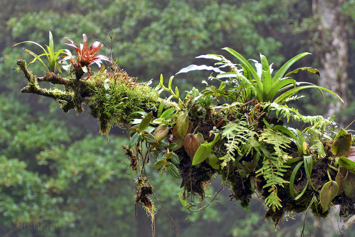 Brett Cole Photography Epiphyte covered branch showing bromeliads