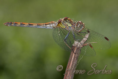 Sympetrum striolatum