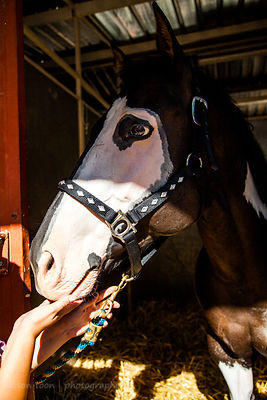 SACRAMENTO, CA, 20 JULY 2013: Cavalcade of Horses on the second Saturday of the California State Fair
