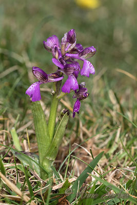 Anacamptis morio