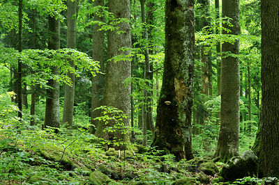 Futaie âgée dans une forêt primaire