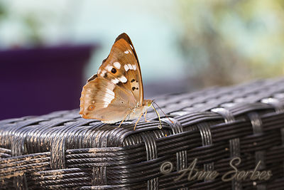 Apatura ilia