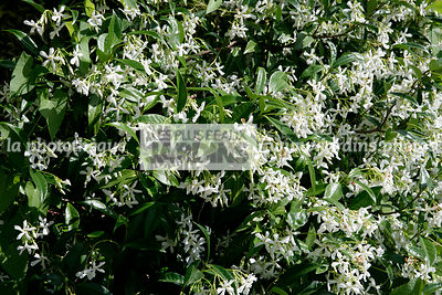 Trachelospermum jasminoides Lem. (jasmin étoilé), Star jasmine, Synonyme Rhynchospermum, Apocynaceae, Grimpante ligneuse, Rustique, Feuillage persistant, Floraison juin, Fleur blanche, Parfum, Origine Japon, Chine, Corée..