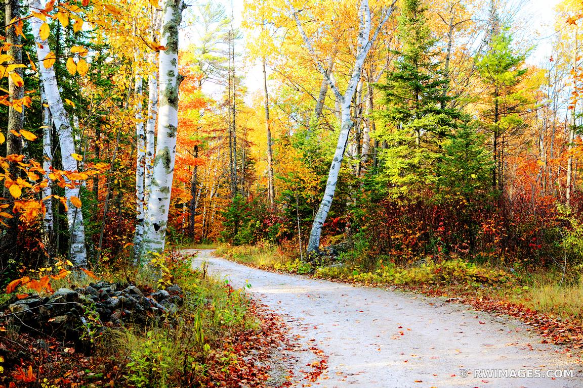Photo Print of AUTUMN FOREST ROAD DOOR COUNTY WISCONSIN FALL COLORS