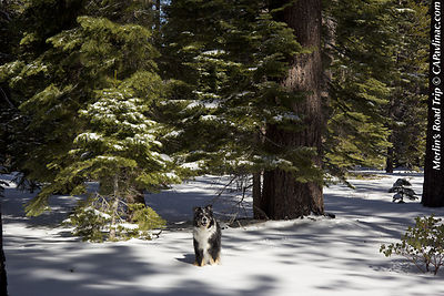 Forest Merlin