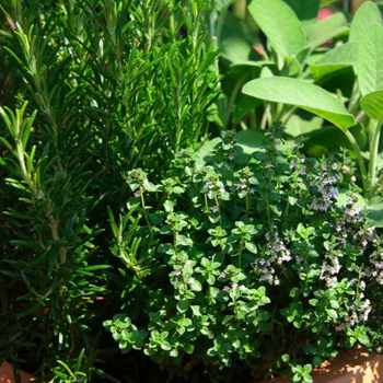 Garden herbs