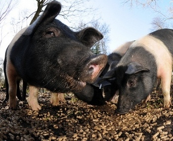 Holland Park Pigs Notting Hill
