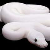 Go to FX_Toby77's profile