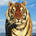 Wild-cats