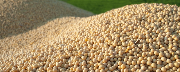 soybean-mountain_69229582