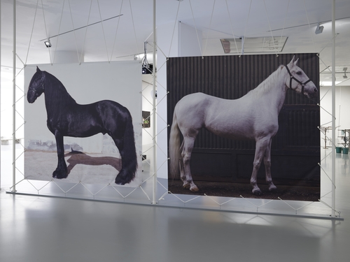 Las pantallas (Eqqus Ferus Caballus)