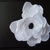 passione fiori