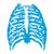 normal_costole-cyano-grande.png