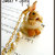 normal_Rabbit tea cup necklace.jpg