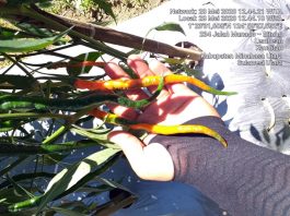 Solusi Tepat Petani Sulut, Pupuk Petrokimia Gresik Kini Hadir di Bumi