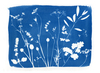"Chefs Garden" Cyanotype print, copyright Matt Shapoff 2009