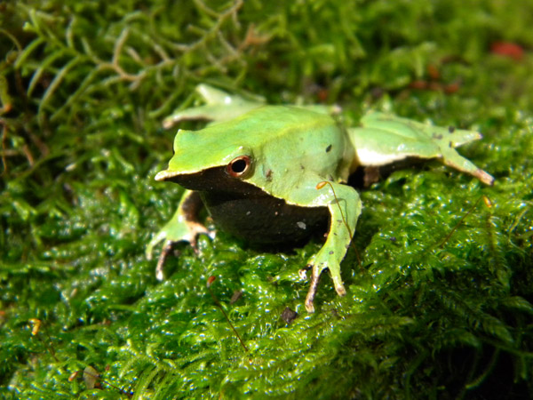 La ranita de Darwin (Rhinoderma darwinii) está sufriendo una marcada disminución. Foto: Claudio Soto Azat.