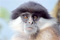 Uncontacted tribes spotted in Colombia
