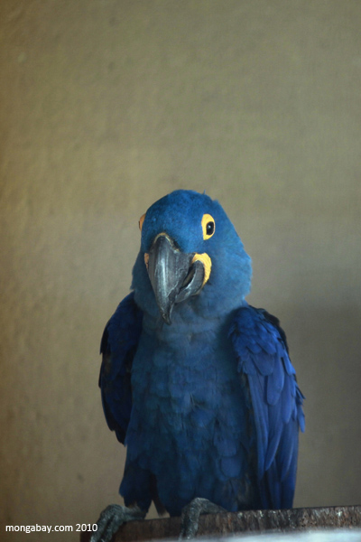 Hyacinth macaw in captivity