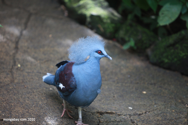 13+ The Adventures Of Baby Crow: The Search For Baby Pigeon Pics