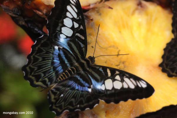 Clipper (Parthenos sylvia)