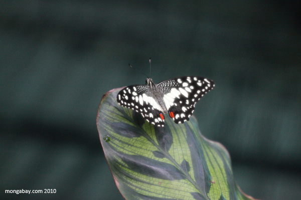 Common Lime Butterfly (Papilio demoleus)