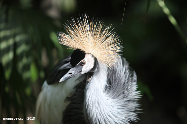 Crowned crane