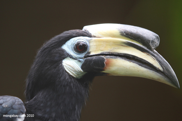Oriental Pied Hornbill (Anthracoceros albirostris)