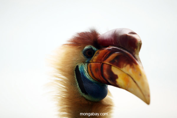 Knobbed hornbill