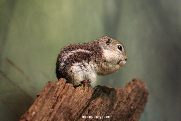 Harris' Antelope Squirrel (Ammospermophilus harrisii)