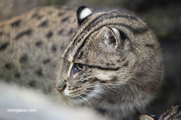 Prionailurus viverrinus cat
