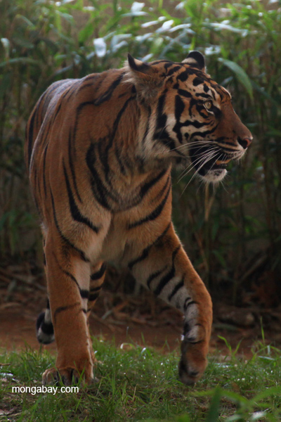 Sumatran tiger
