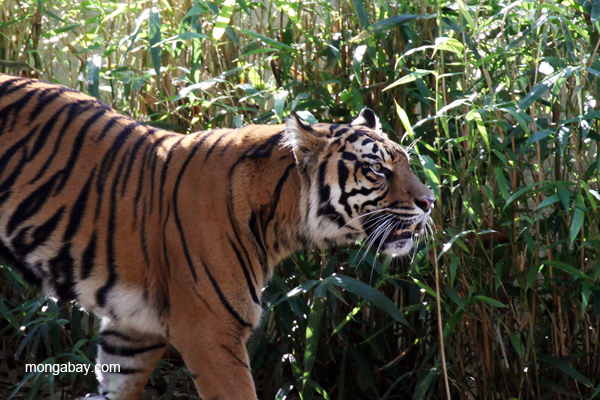 Sumatran tiger