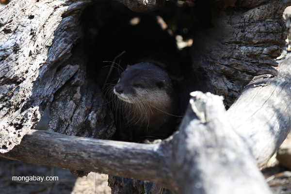 Asian small-clawed otter