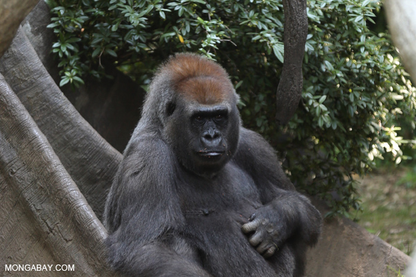 Male lowland gorilla
