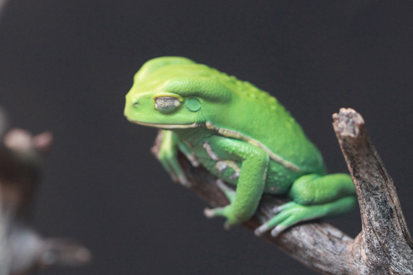 Green waxy monkey frog