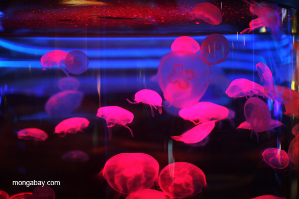 Pink moon jellyfish