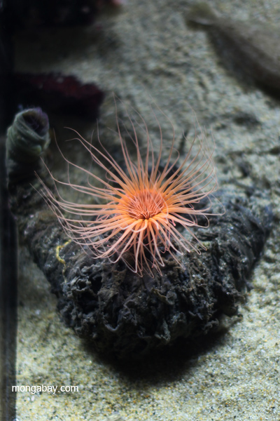 Orange anemone