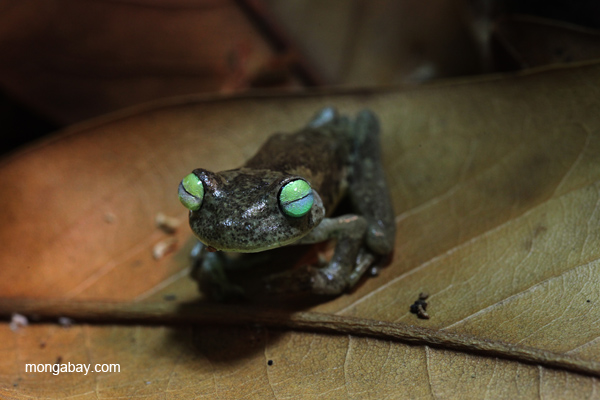 Blue-toed treefrog (Hypsiboas crepitans)