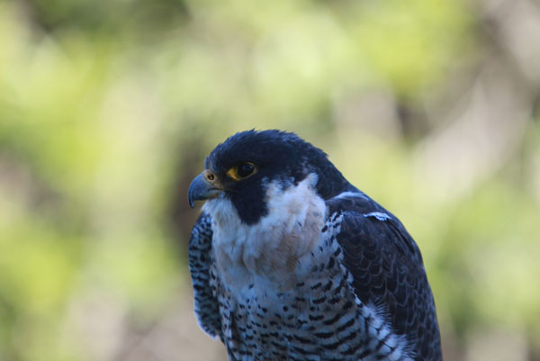 Peregrine Falcon (Falco peregrinus)