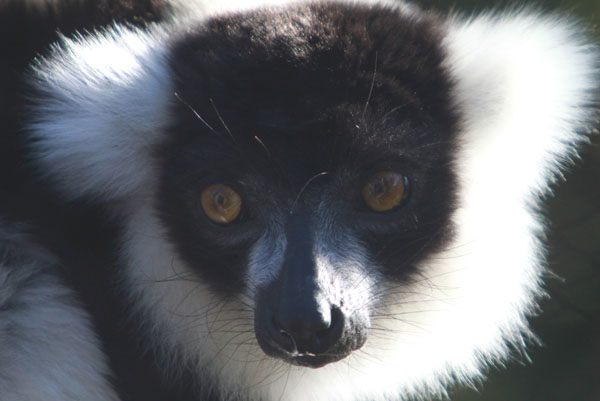 Black-and-white ruffed lemur
