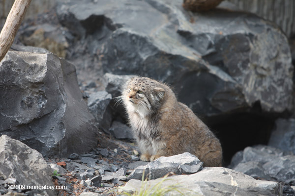 Wildcat